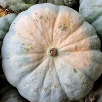 /gallery/scale/1759641759-2481180-189-sq.jpg