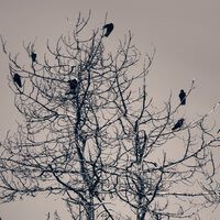 /gallery/scale/1760160295-2636340-174-sq.jpg