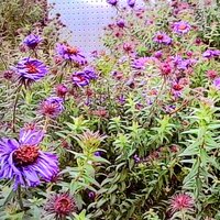 /gallery/scale/1760322364-2683917-663-sq.jpg
