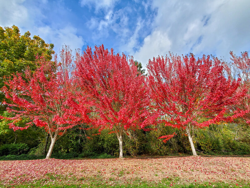 tagisu - tagtober - 1760754650-2794941-65