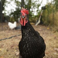/gallery/scale/1760827033-2814606-814-sq.jpg