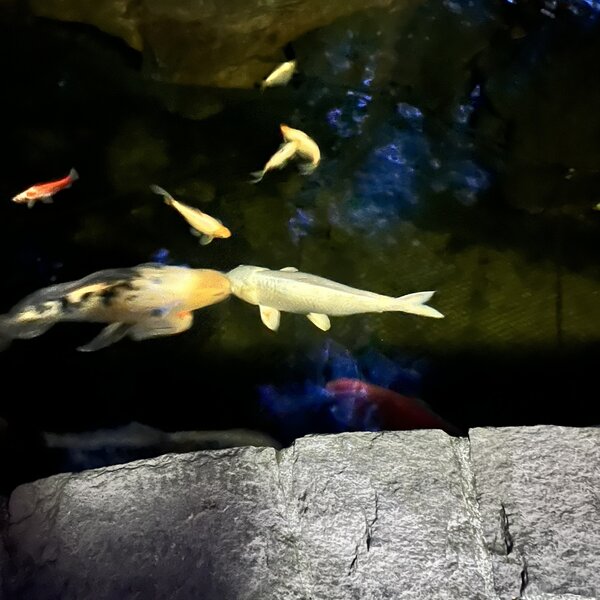 tagisu - tagtober - 1761195120-2946658-952