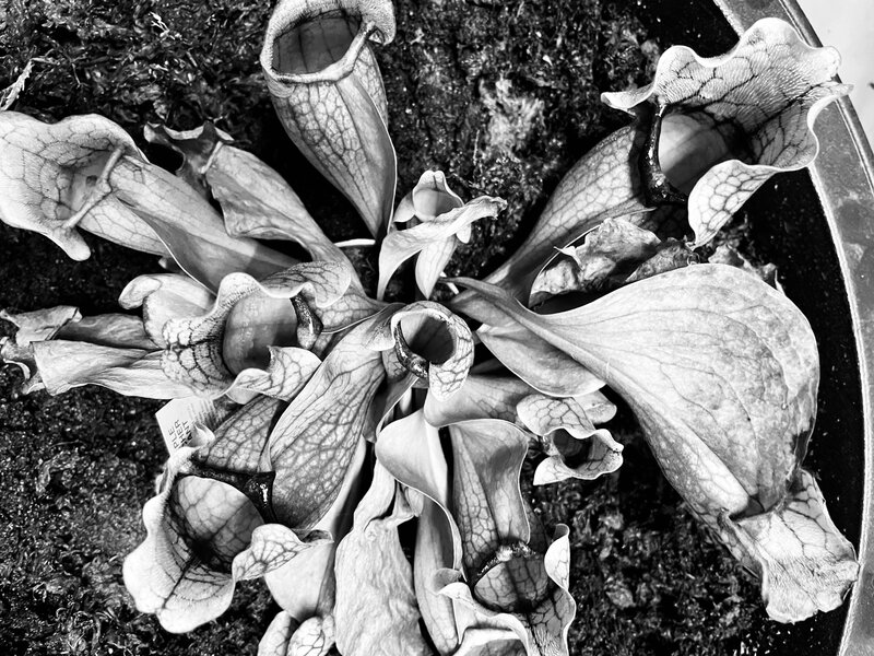 tagisu - tagtober - 1761887741-3159289-668